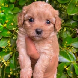 Buzz - Red male Cavapoo puppy in Salt Lake City, Utah from SunnySide Mini Doodles