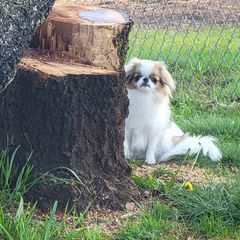 Judge Judy - Japanese Chin