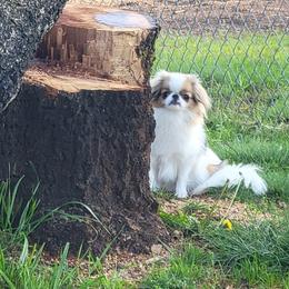 Judge Judy - Japanese Chin