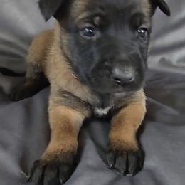 Echo's Pink - Mahogany female Belgian Malinois puppy in Berry, Alabama from North River k9