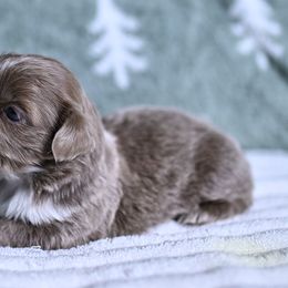 Fable - Blue and white female Shih Tzu puppy in Montrose, Colorado from Nana's Happy Pups