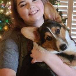 Pembroke Welsh Corgi Puppies from Dream Catcher Corgis