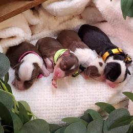 Miniature Australian Shepherd Puppies from Barnyard Mini Aussies