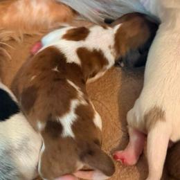 Gimli - Dapple male Dachshund puppy in Nampa, Idaho from 208 Wiener Wiggle Butts LLC