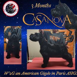 Giant Schnauzer Puppies from W2G Giant Schnauzers