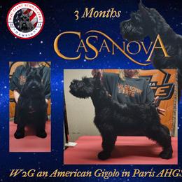 Giant Schnauzer Puppies from W2G Giant Schnauzers