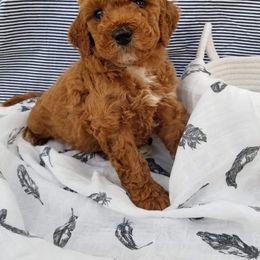 Goldendoodle Puppies from Mumzee Doodles