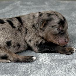 BMF4 - Blue merle female Aussiedoodle puppy in Prague, Oklahoma from Classic K9’s  Aussies & Doodles