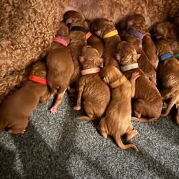 Brown collar - Red  female Poodle puppy in Riverside, California from Riverside red poodles