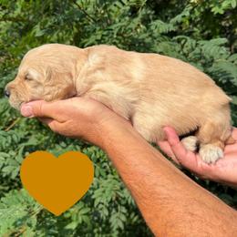 Franklin (Brown) - Golden male Golden Retriever puppy in Cadillac, Michigan from K & M Golden Retrievers
