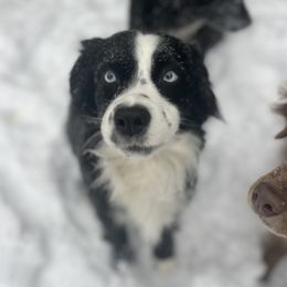 Guppy - Australian Shepherd