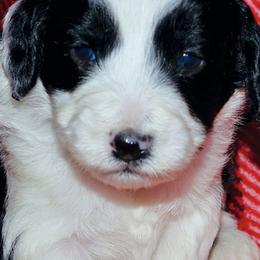 Aussiedoodles from FD 1234