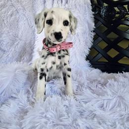 Peach - White and black female Dalmatian puppy in Gray, Georgia from Fuller Spots