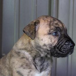 Brindle male - Brindle male Boerboel puppy in Guysville, Ohio from Fueled Kennel