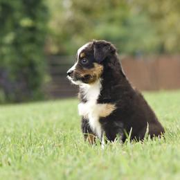 Grace - Black tri female Miniature Australian Shepherd puppy in White Oak, Texas from Triple Lake Ranch Miniature Australian Shepherds