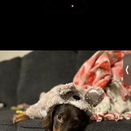Milo - Dachshund