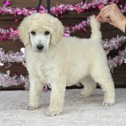 Milo - White male Poodle puppy in Rocklin, California from Brienwood Poodles
