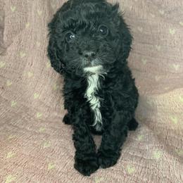 Emmy - Black female Cockapoo puppy in Bedford, Iowa from Our Father’s Doodles