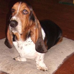 Basset Hound Puppies from Hudson's Hounds
