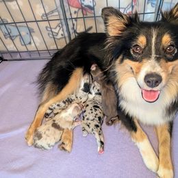 Miniature American Shepherd and Miniature Australian Shepherd Puppies from Trailside Mini Aussies