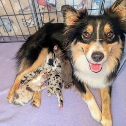 Miniature American Shepherd and Miniature Australian Shepherd Puppies from Trailside Mini Aussies