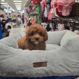 Carol - Red female Cavapoo puppy in Washington from Mt.BakerPoodles&Doodles