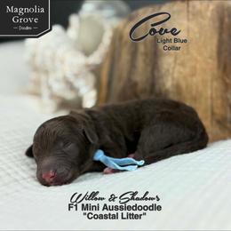 Cove - Light Blue - Brown and white male Aussiedoodle puppy in Oxford, Alabama from Magnolia Grove Doodles