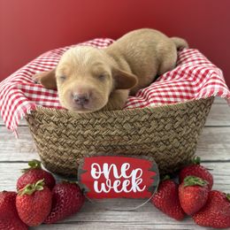 Jordan - AKC - Red male Dachshund puppy in Miami, Florida from Oscar's Dachshunds