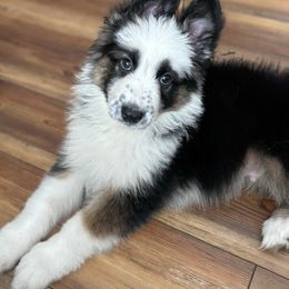 Panda 1 - Panda male German Shepherd puppy in Lordstown, Ohio from Jewels German Shepherd