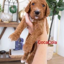 Coca-cola - Red  male Poodle puppy in Mesa, Arizona from Desert Doodles