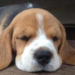 Beagle Puppies from South Beagles