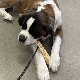 Max - Saint Bernard