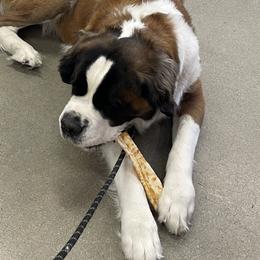 Max - Saint Bernard
