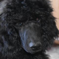 Levi - Black Poodle puppy in Whitehall, Montana from Corinna's Poodles