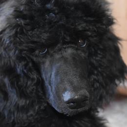 Levi - Black Poodle puppy in Whitehall, Montana from Corinna's Poodles