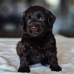 Hank - Chocolate male Australian Labradoodle puppy in Glenford, Ohio from Mi-De Doodles