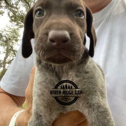 Female 3 - Liver roan female German Shorthaired Pointer puppy in Weeki Wachee, Florida from River Ridge GSP
