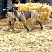Mad Max - Fawn Perro de Presa Canario puppy in Holland, Ohio from Lykaios Kennels