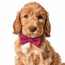 Eloise - Apricot female Poodle puppy in Chicago, Illinois from Urbane Retrievers