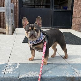 Dove - French Bulldog