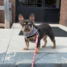 Dove - French Bulldog