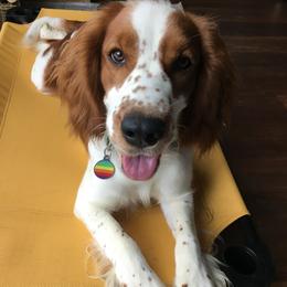 Welsh Springer Spaniel puppies from Xanadu