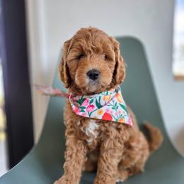 Lemon - Red female Bernedoodle puppy in Wagener, South Carolina from Noble Friend Breeders LLC