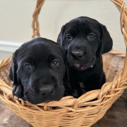 Labrador Retriever Puppies from Andrew’s Labs