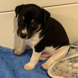 Athens - Black white and tan male Rat Terrier puppy in Savoy, Texas from Rockin EZ Rat Terriers