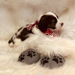 Dachshund Puppies from The Gentle Kennels