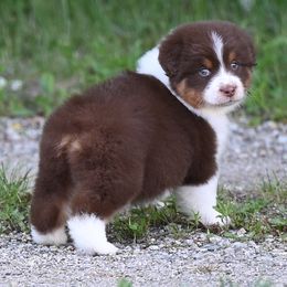 Girl 1 - Red tri-color female Australian Shepherd puppy in Rochester, Massachusetts from Clover Creek Aussies