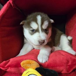 Clause - Red and white male Siberian Husky puppy in Kansas City, Missouri from Anuun's Huskies