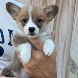Algiz Gebo Henrietta (Girl 4) - Red female Pembroke Welsh Corgi puppy in Hallandalle, Florida from Algiz Gebo