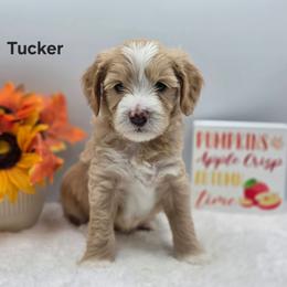 Tucker - Apricot male Goldendoodle puppy in Summerville, South Carolina from Channys Doodles